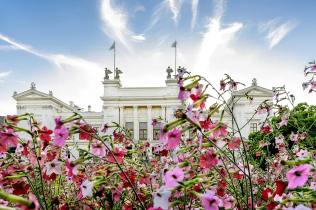 Universitetsbyggnaden i kvällsljus med blommor. Foto.