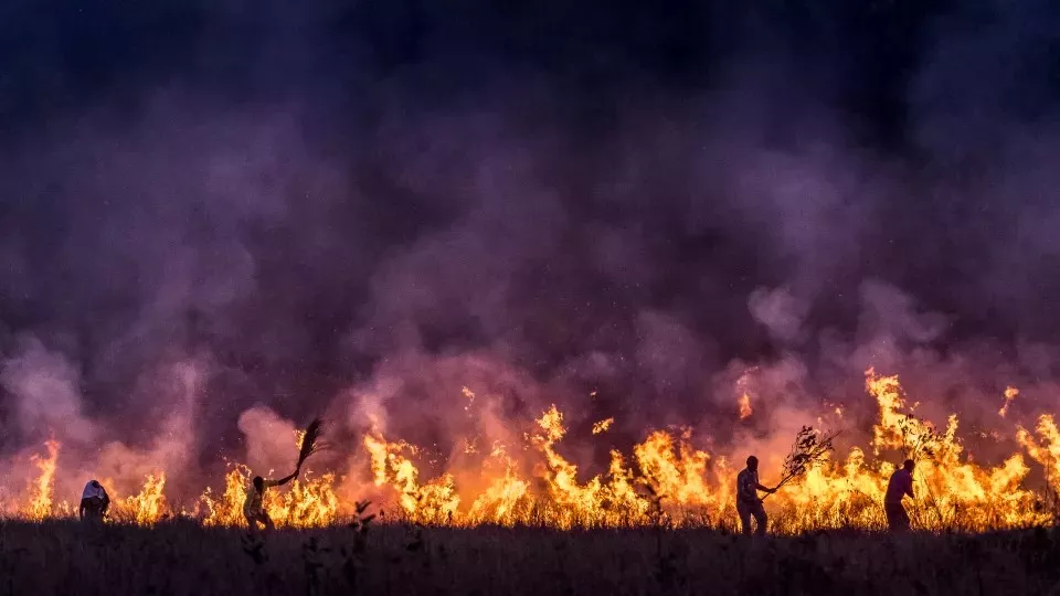 Foto. Siluettbilder av människor som bekämpar eld i en skog som brinner. Konsekvenser av klimatförändringar och moderna skogsbruksmetoder är att skogsbränder ökar. Foto: iStockphoto. 