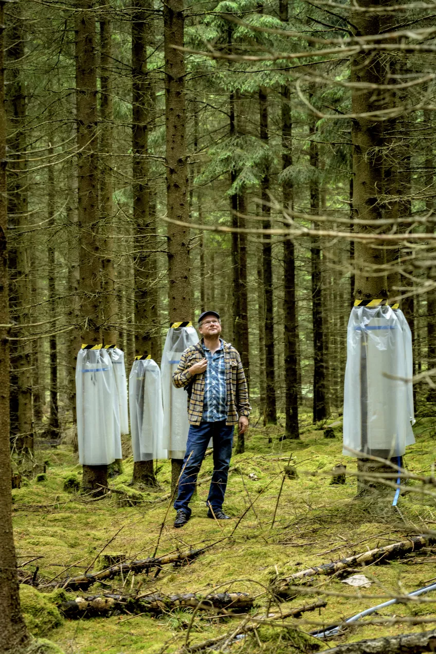 Mannen i skogen, Janne Ringe professor i naturgeografi, arbetar med andra forskare för att samla in data till europeisk klimatforskning från Hyltemossa forskningsstation. Foto: Kennet Ruona 